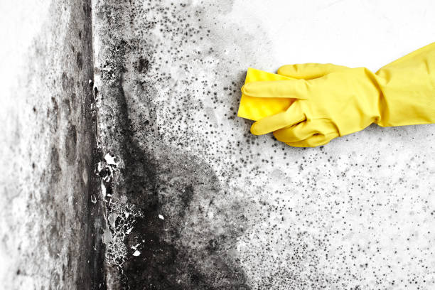 Best Black Mold Removal  in Belmont Estates, VA