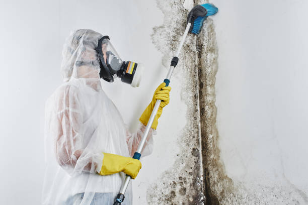 Belmont Estates, VA Mold Removal Company