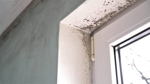 Best Professional Mold Removal  in Belmont Estates, VA