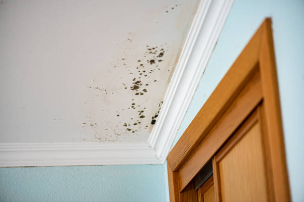 Best Water Damage Restoration  in Belmont Estates, VA