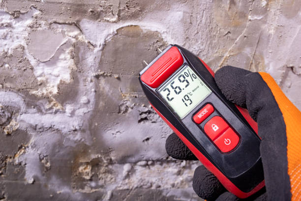 Best Affordable Mold Removal  in Belmont Estates, VA