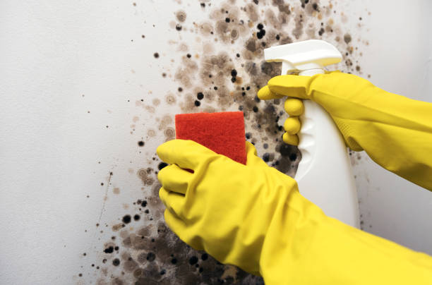 Best Certified Mold Removal  in Belmont Estates, VA