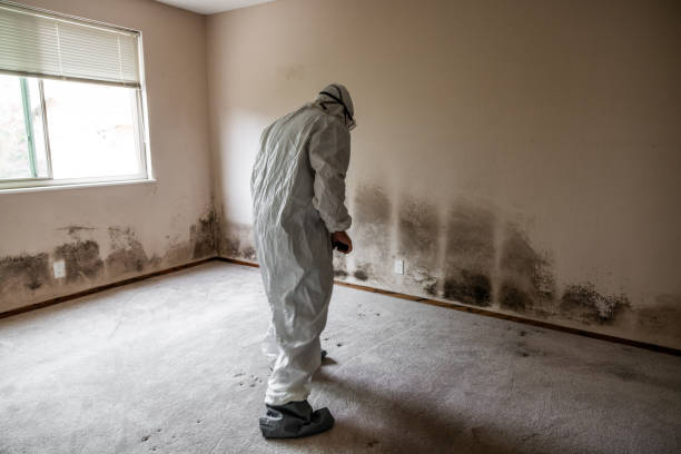Best Mold Testing  in Belmont Estates, VA