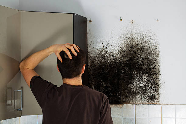 Best Office Mold Removal Services  in Belmont Estates, VA