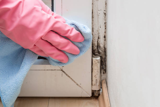 Best Mold Removal and Inspection  in Belmont Estates, VA