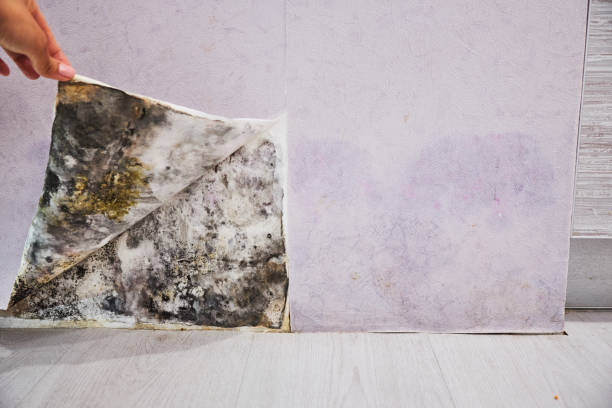 Best Mold Removal Company Near Me  in Belmont Estates, VA